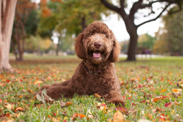 doggy10-e1514994606763 doggy10-e1514994606763