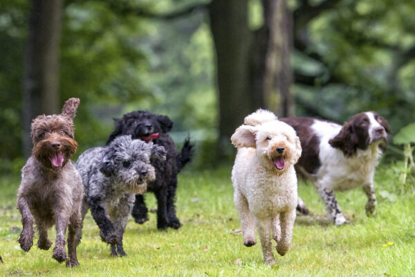 Dogstival-Dogs-in-Forest-c0be-e1596469495955 Dogstival-Dogs-in-Forest-c0be-e1596469495955