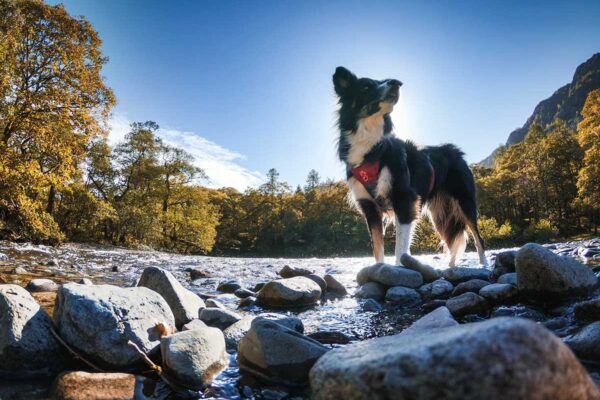 autumn-dog-walks-in-the-lake-district-hero-1 autumn-dog-walks-in-the-lake-district-hero-1