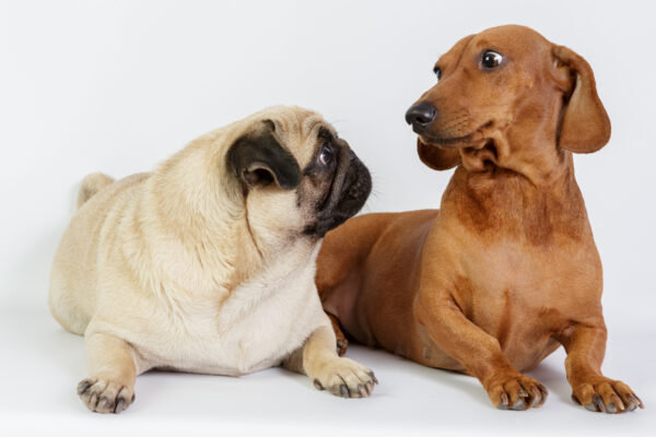 dachshund-live-with-dogs dachshund-live-with-dogs