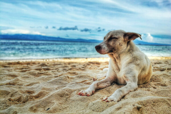 dog-beach dog-beach