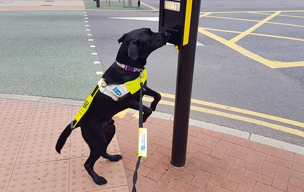 Labrador wins the title of UK’s Hardest Working Dog