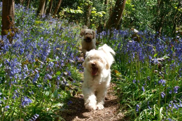 these-are-the-most-scenic-uk-dog-walks-1550680556 these-are-the-most-scenic-uk-dog-walks-1550680556