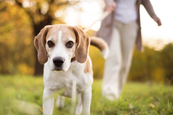 woman-walking-beagle-460492401-2000 woman-walking-beagle-460492401-2000