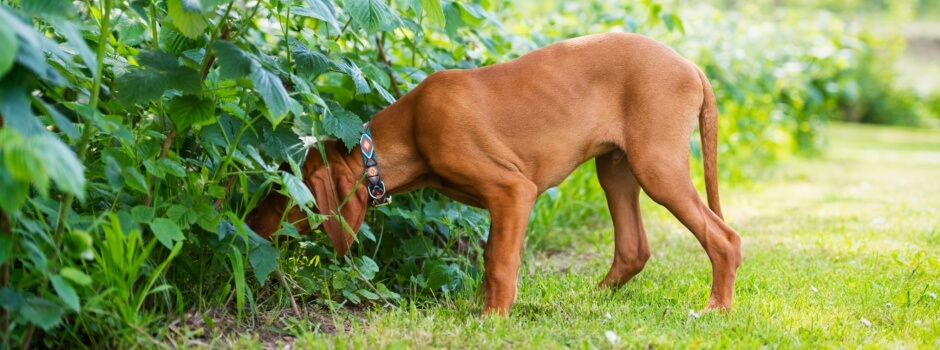 Your Dog’s Sense of Smell