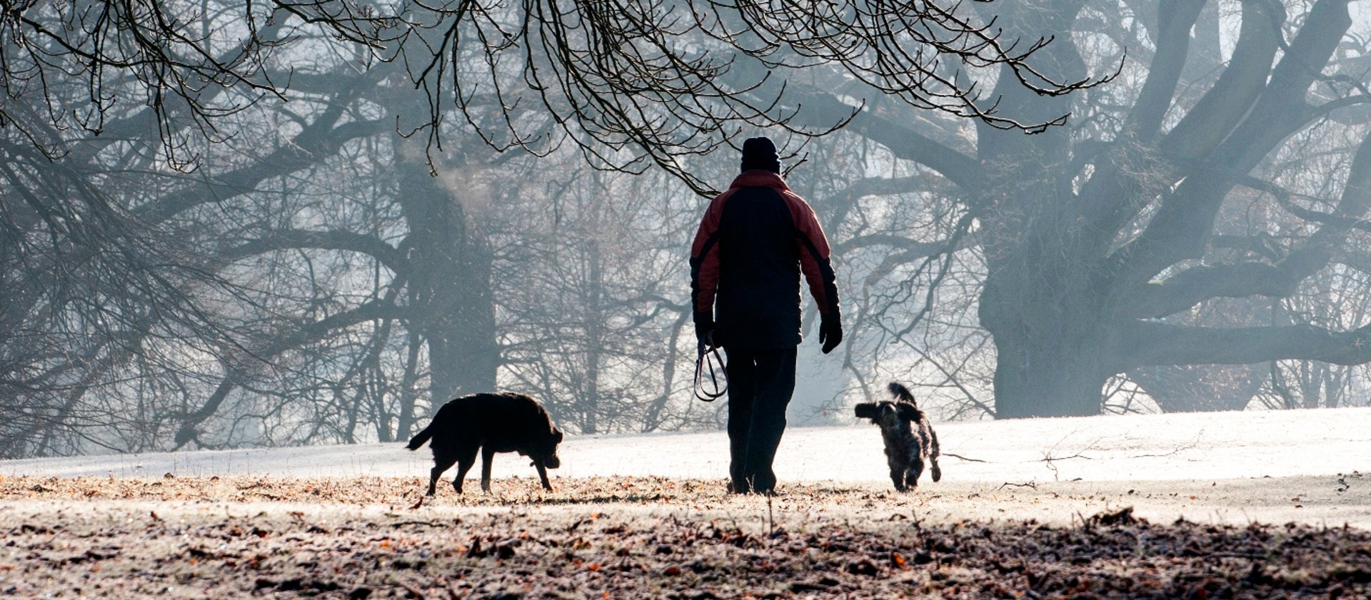 Where we walk your dogs?